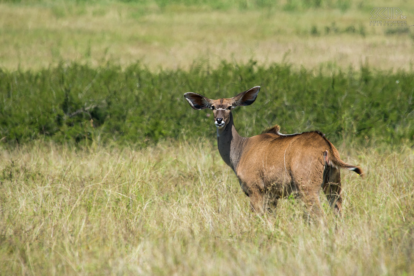 Nechisar - Koedoe Vrouwelijke koedoe (greater kudu, Tragelaphus strepsiceros). Stefan Cruysberghs